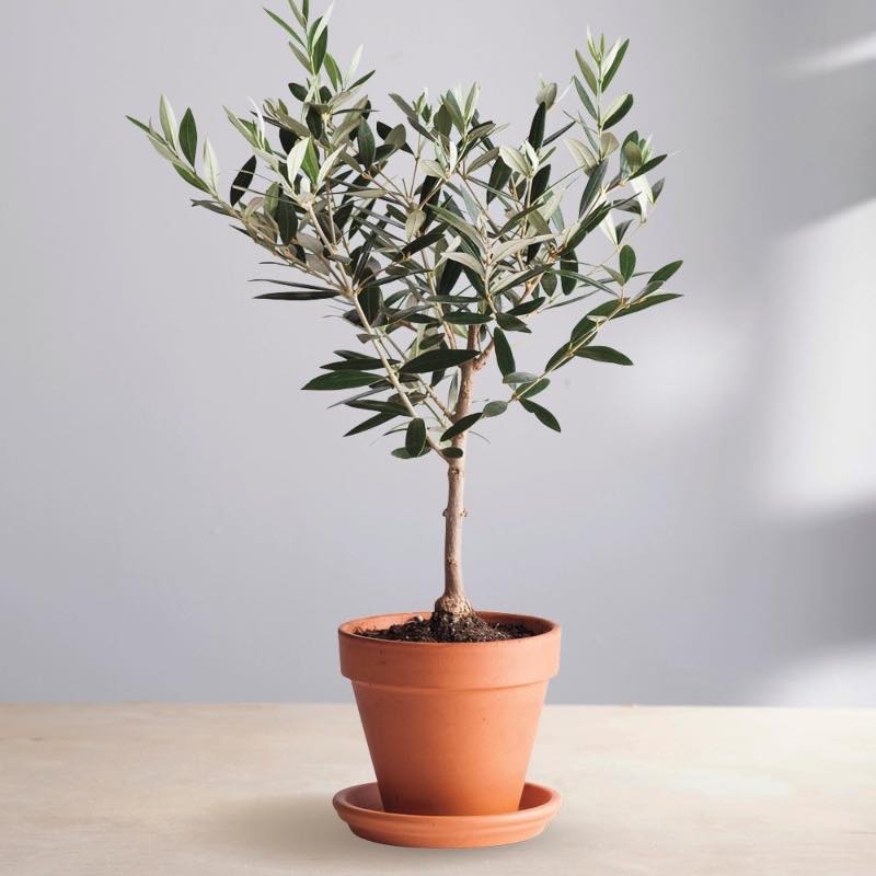 Potted Olive Tree