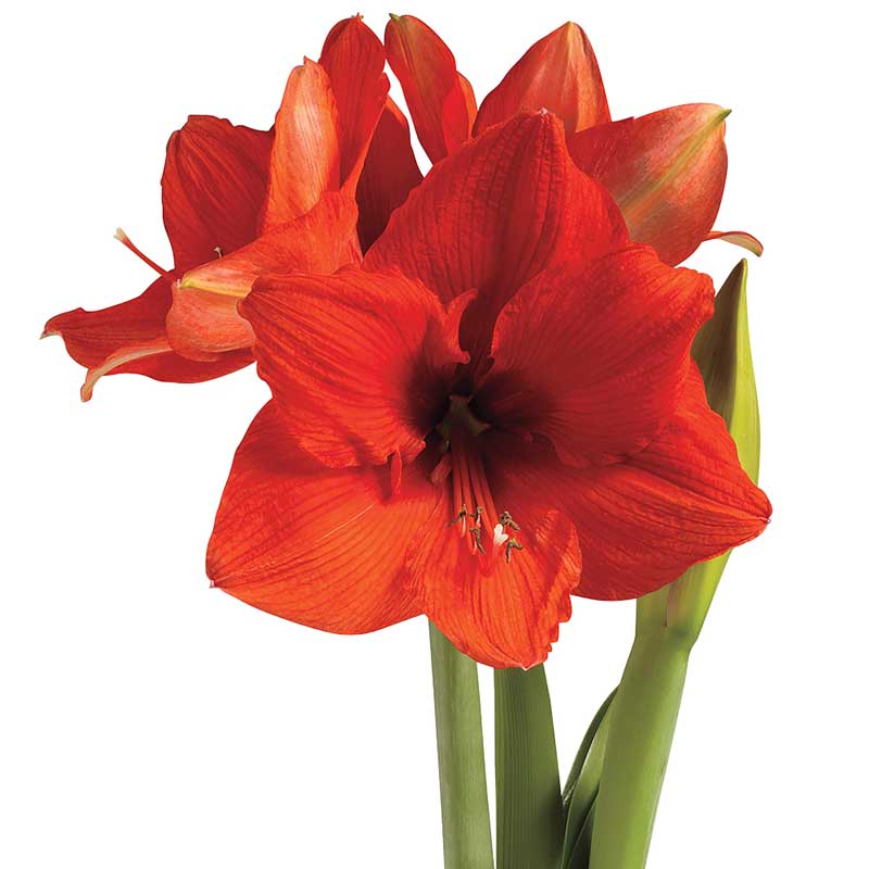 Jumbo No-Water Wax-Dipped Amaryllis Bulb (Gray Marbleized)