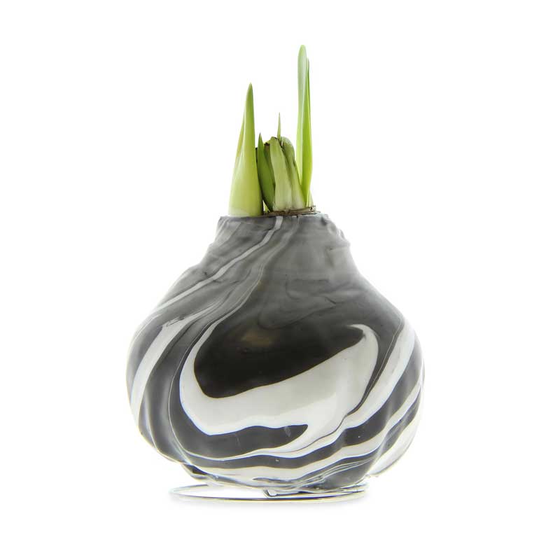 Jumbo No-Water Wax-Dipped Amaryllis Bulb (Gray Marbleized)