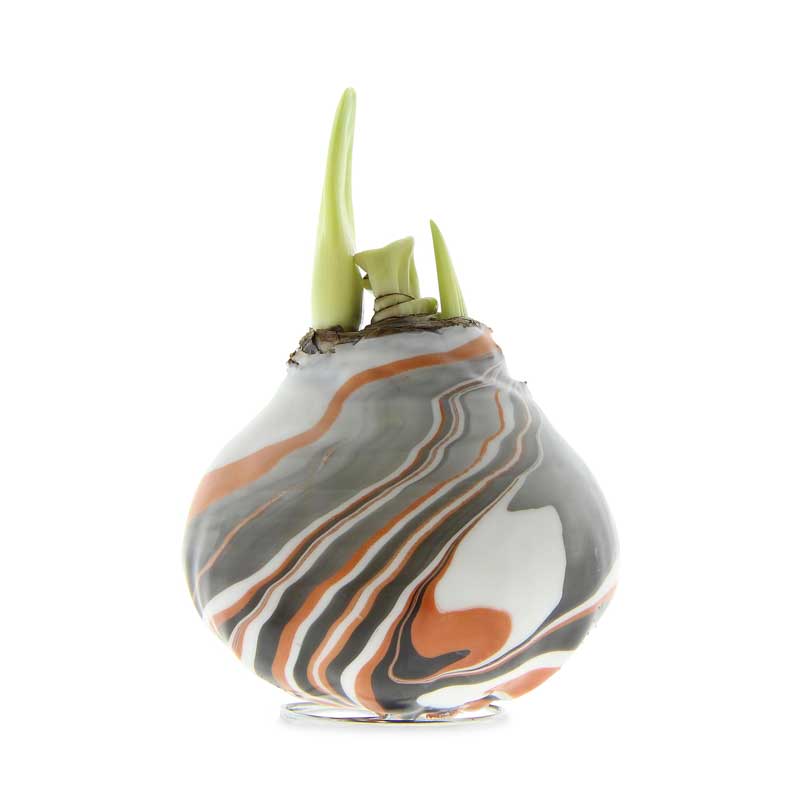 Jumbo No-Water Wax-Dipped Amaryllis Bulb (Rust Marbleized)