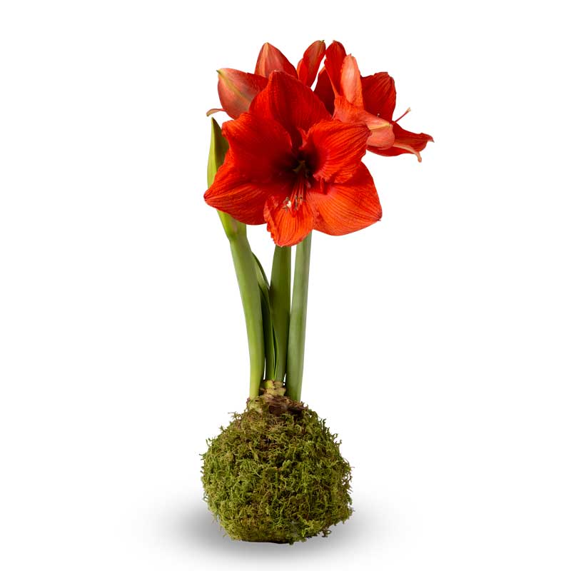 Jumbo No-Water Wax-Dipped Amaryllis Bulb (Moss)