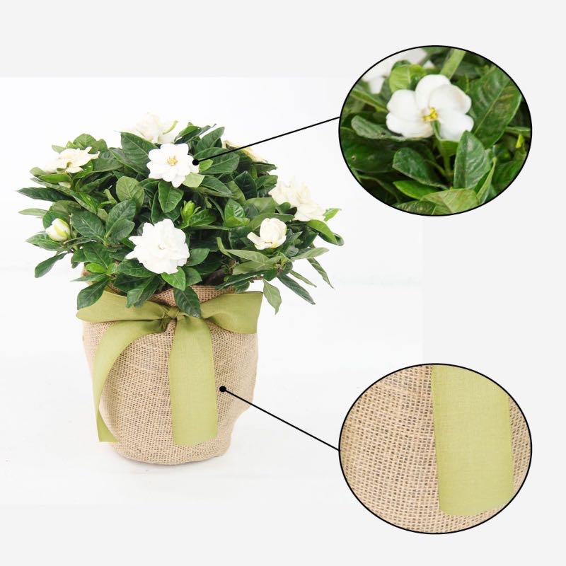 Live Potted Gardenia Plant in Burlap Gift Bag