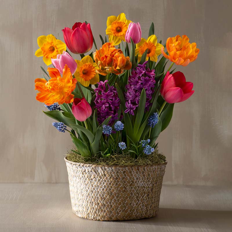 Bright Bulbs in Seagrass Basket