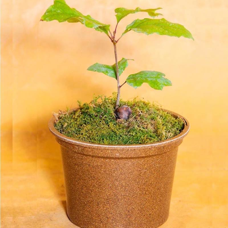 Oak Tree Growing Kit