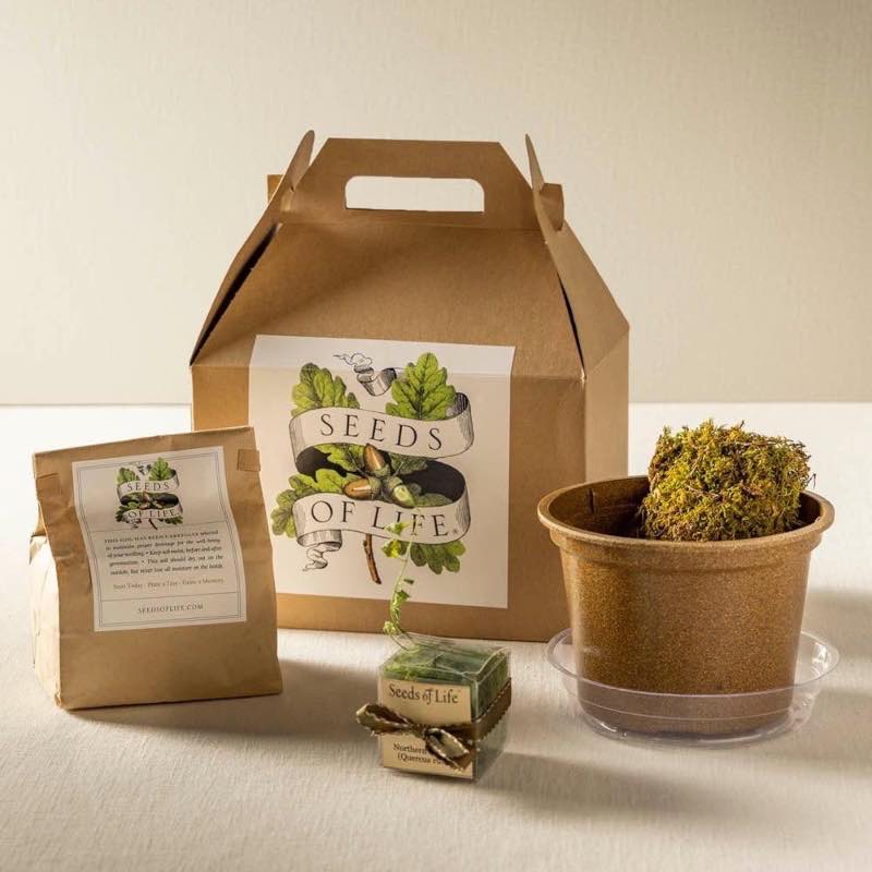 Oak Tree Growing Kit