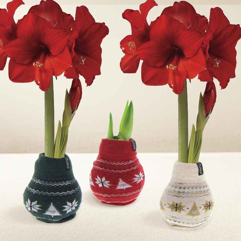 Nordic Sweater Covered Wax Amaryllis Bulb - Red