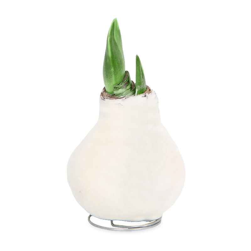Velvet Covered Amaryllis Wax Bulb