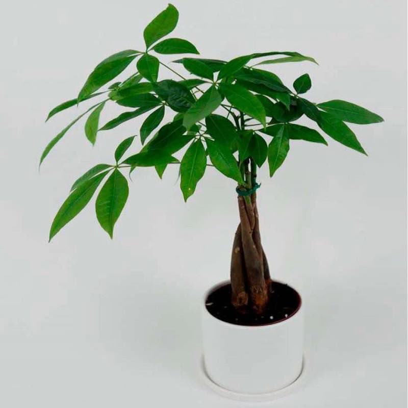 Money Tree Plant in White Ceramic Planter