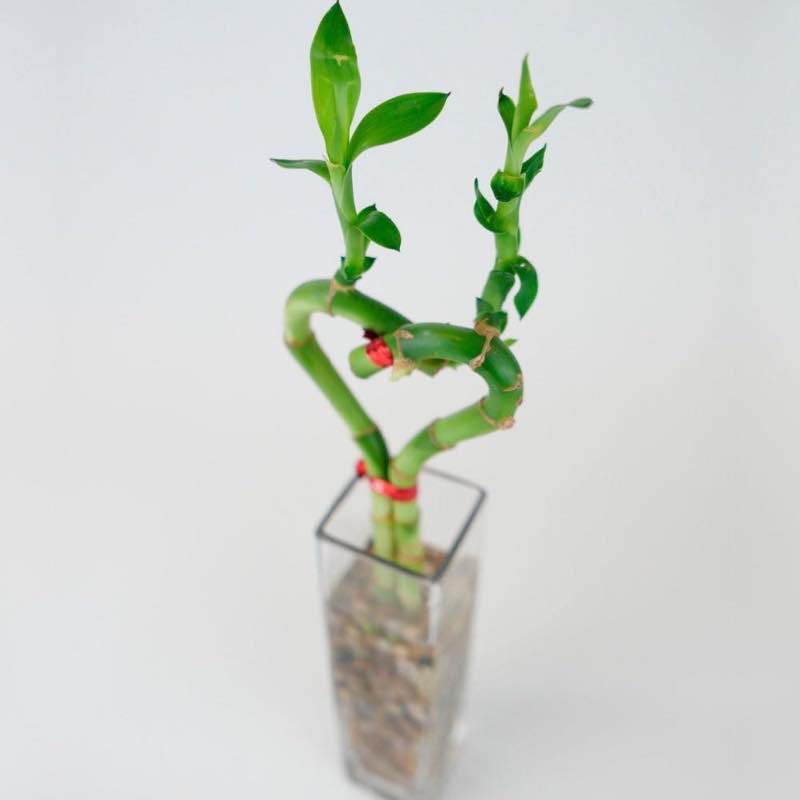 Bamboo Heart in Glass Vase