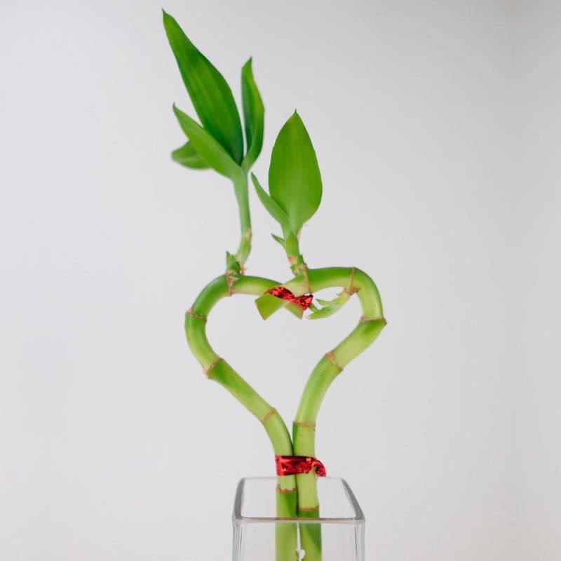 Bamboo Heart in Glass Vase