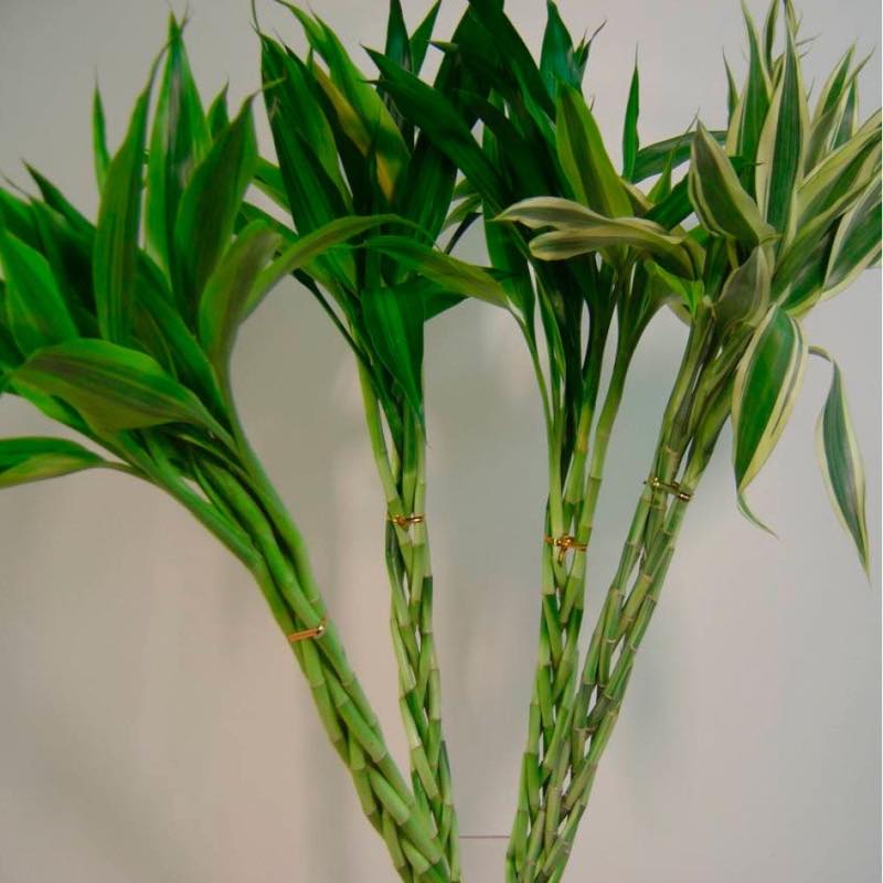 Bamboo Bunch in Glass Vase