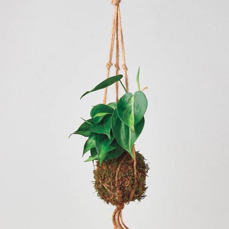 Philodendron 'Brasil' Kokedama Moss Ball Hanging Plant