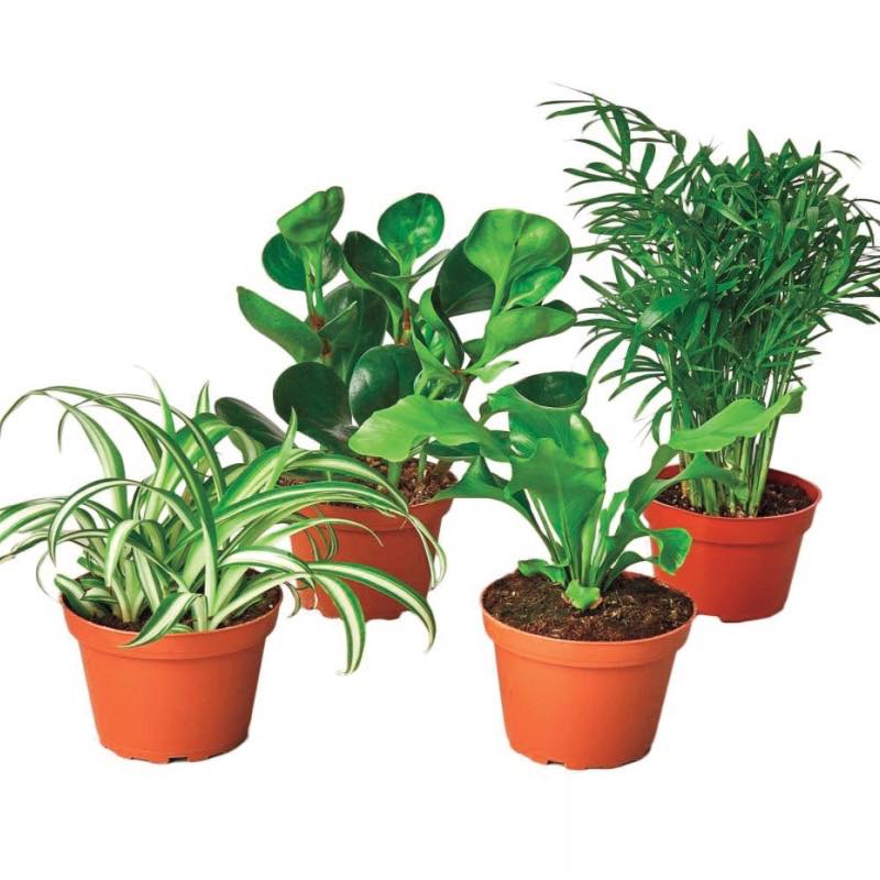 Pet-Friendly Potted Plant Variety, Set of 4