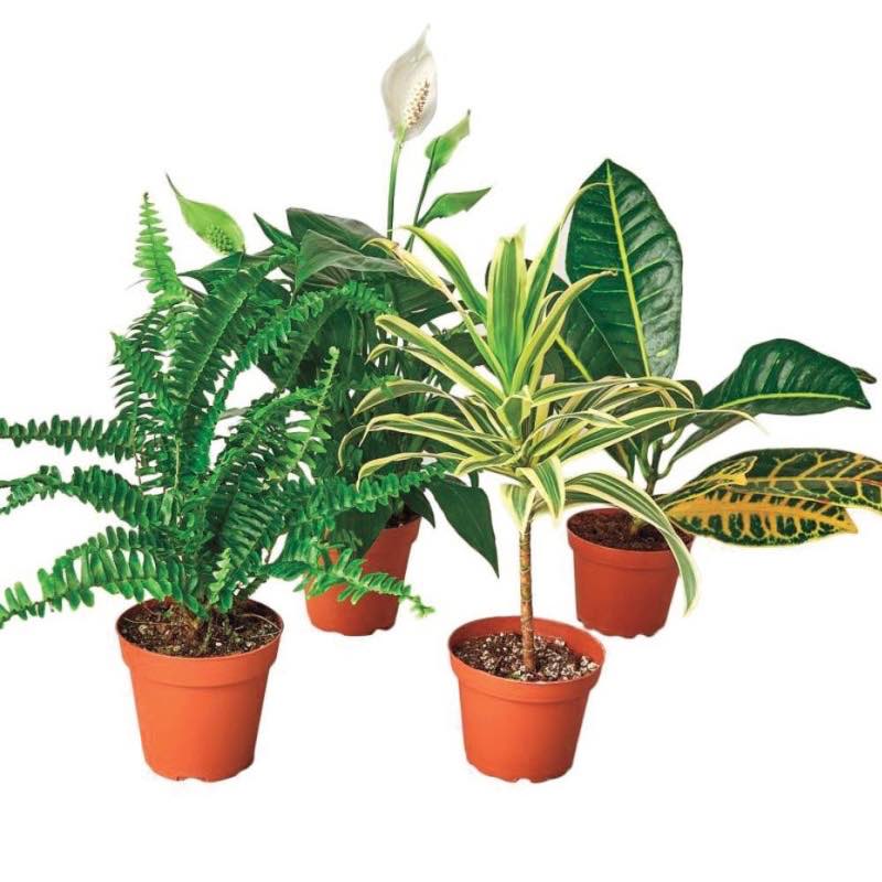 Air Purifying Potted Plant Variety, Set of 4