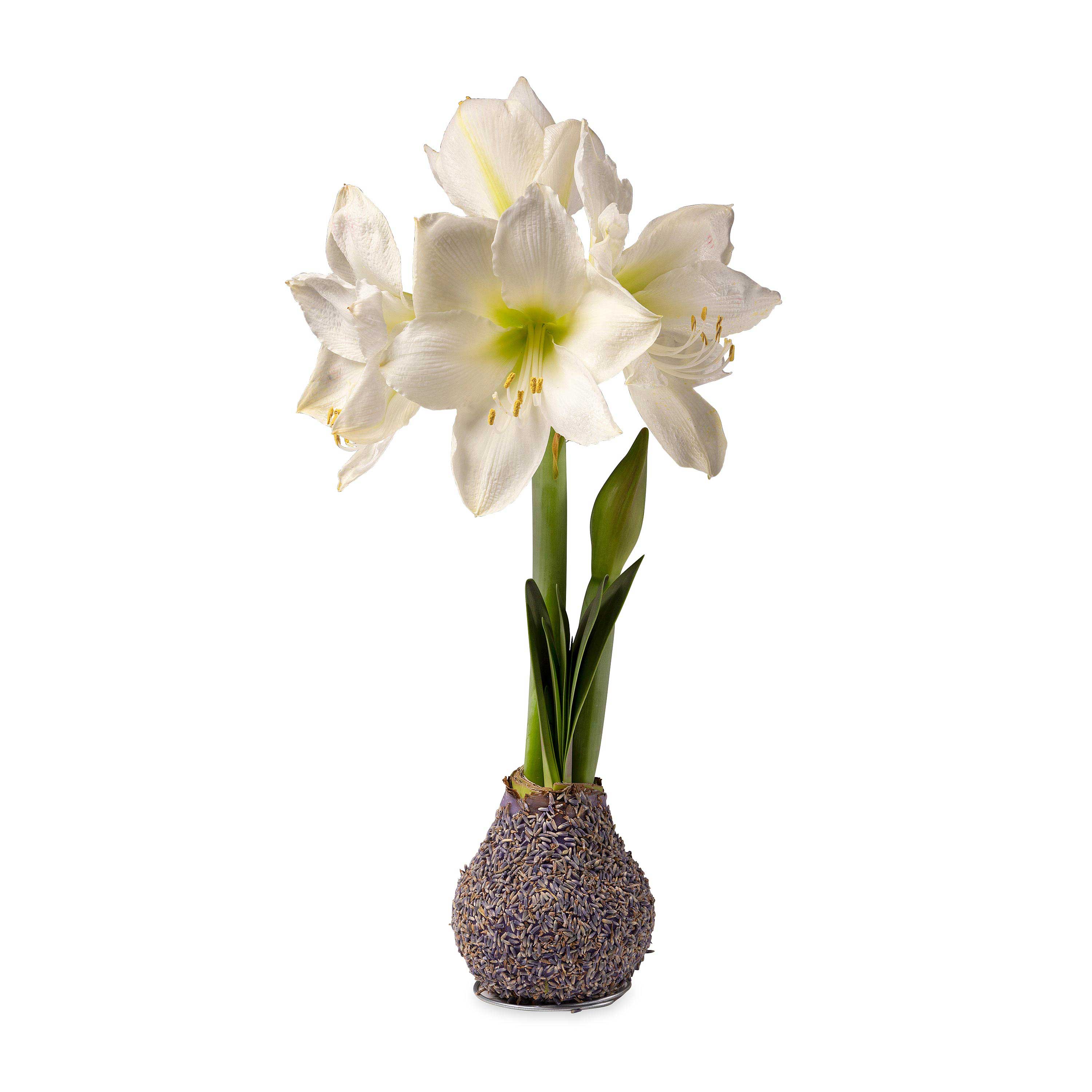 Jumbo No-Water Wax-Dipped Amaryllis Bulb (Lavender)