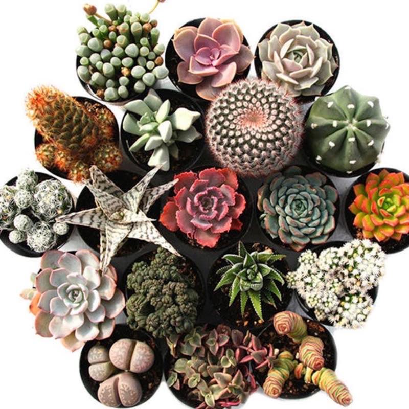 Succulent Variety Bundle, Set of 4