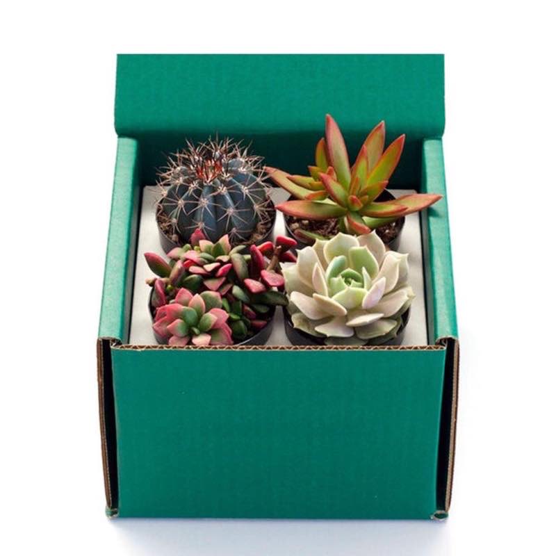 Succulent Variety Bundle, Set of 4