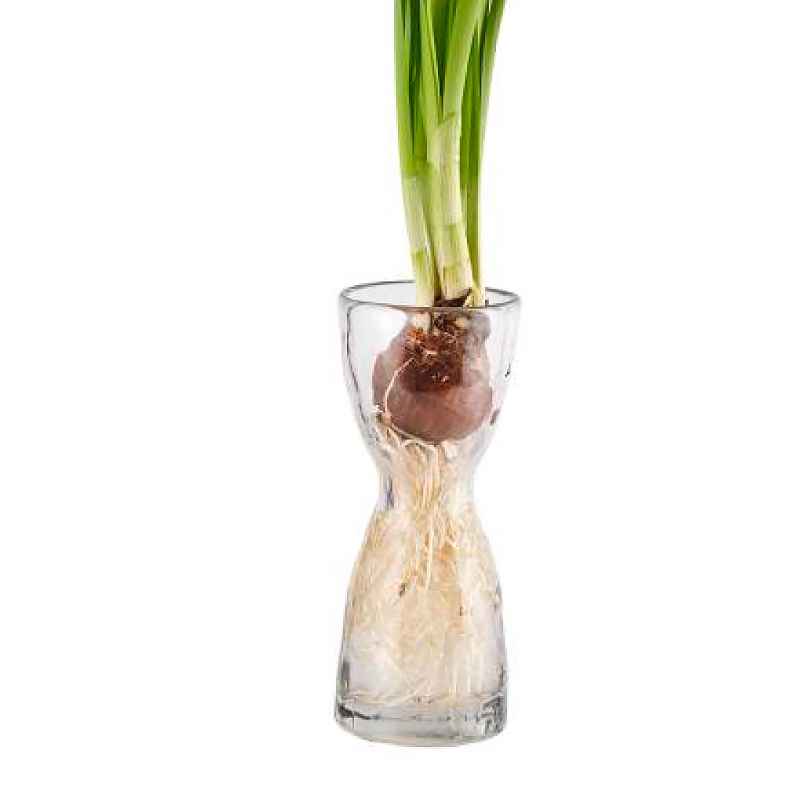Glass Forcing Bulb Vase, Small