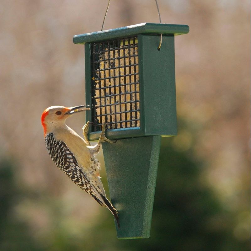 Recycled Plastic Suet Cake Bird Feeder with Tail Prop