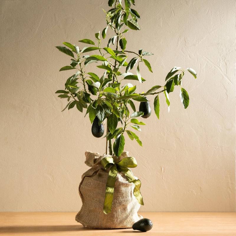 Live Avocado Tree