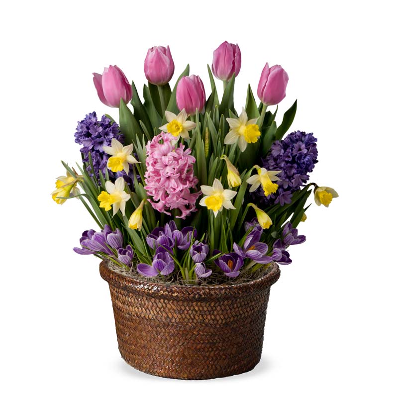 Spring Bulb Garden in Seagrass Basket