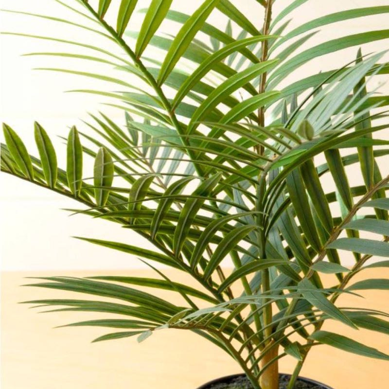 Faux Potted Areca Palm