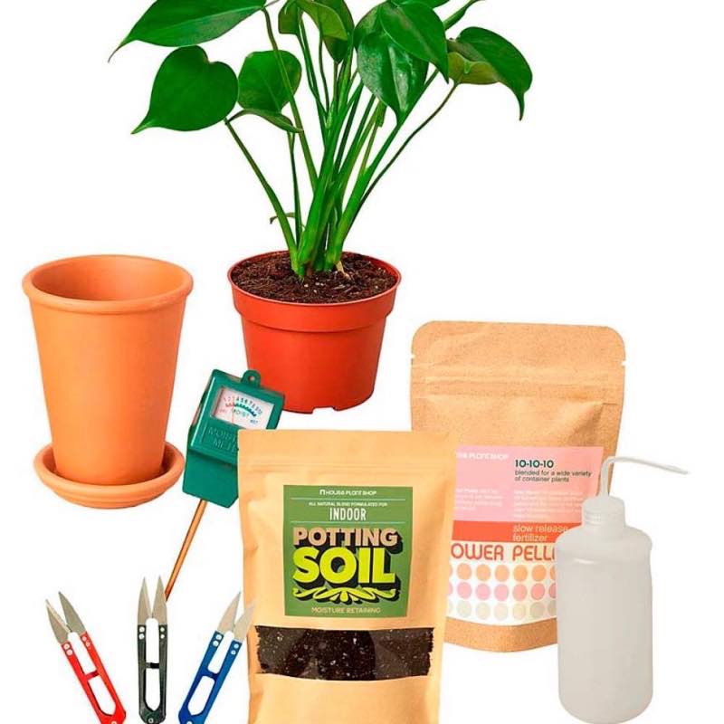 All-in-One New Plant Parent Kit