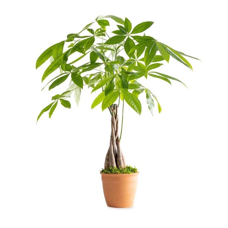 Live Money Tree Plant