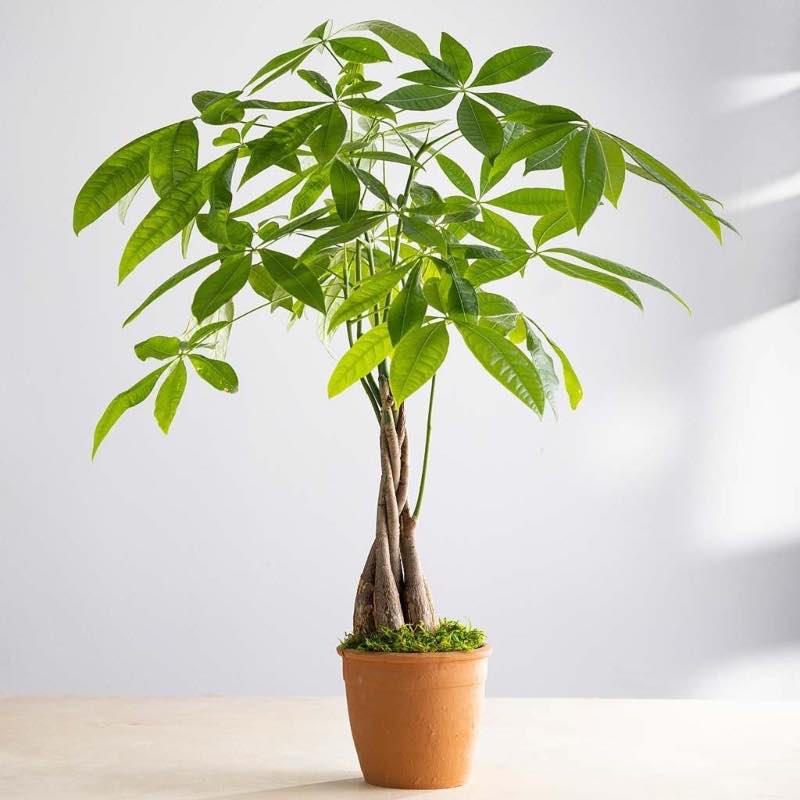 Live Money Tree Plant