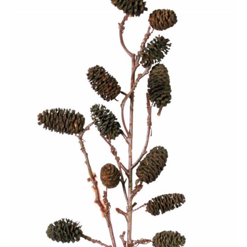 Seaside Alder Pinecone Stems, Set of 2