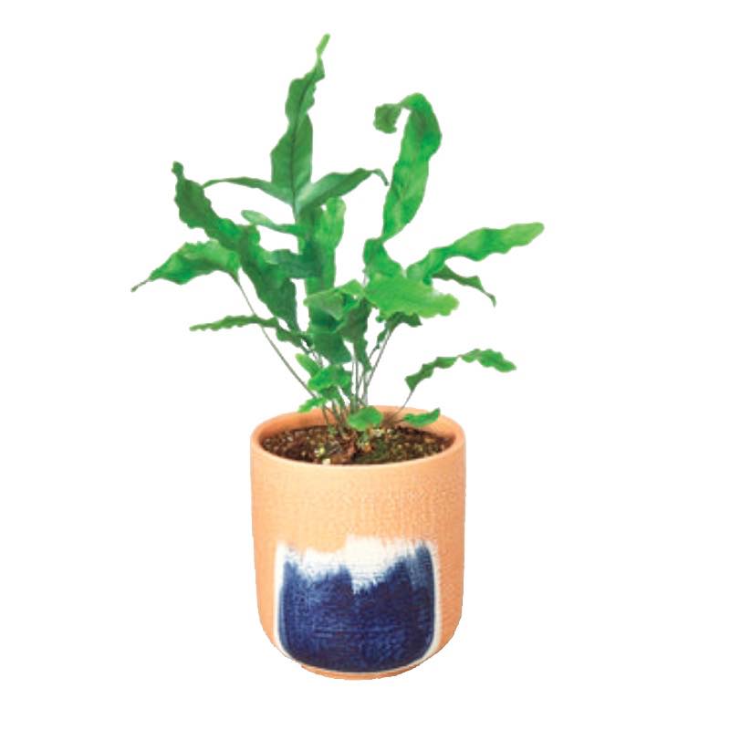 Live Blue Star Potted Fern, 4