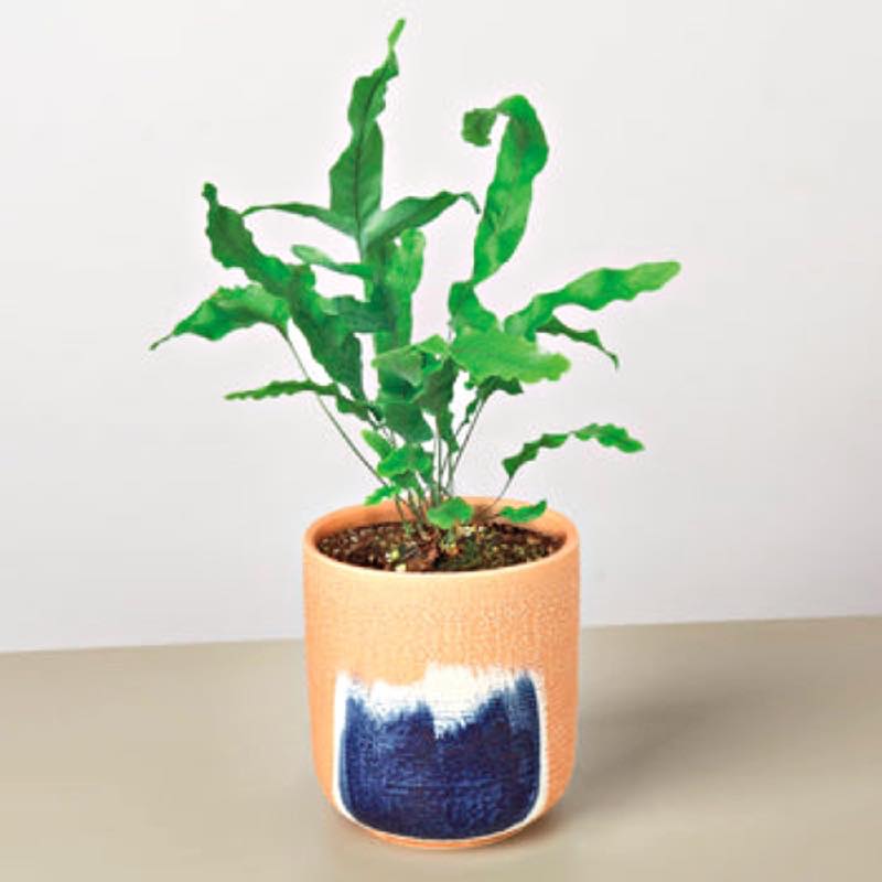 Live Blue Star Potted Fern, 4