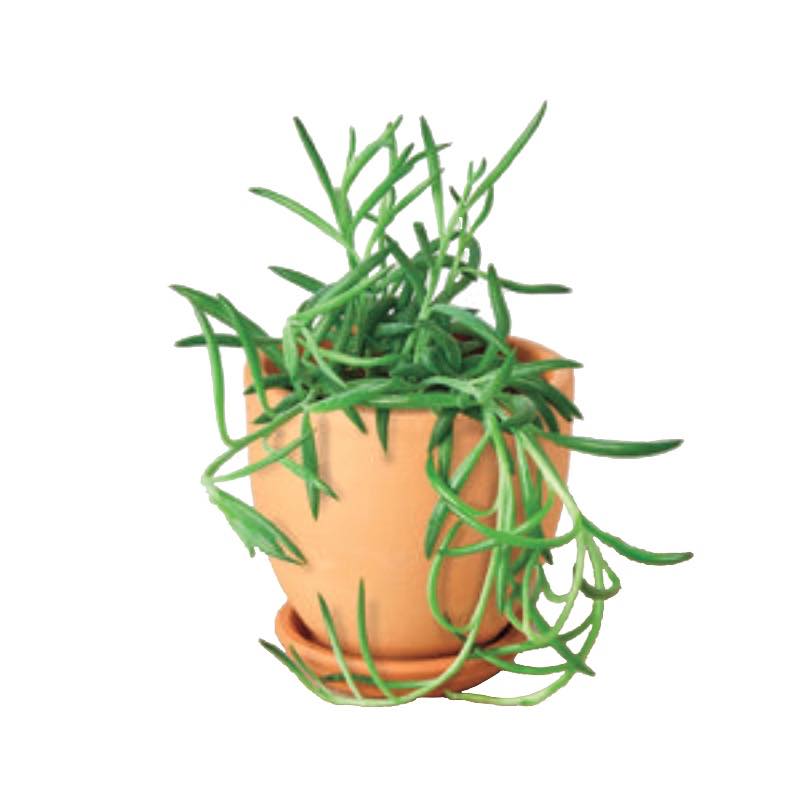 Live Fishhook Succulent, 4