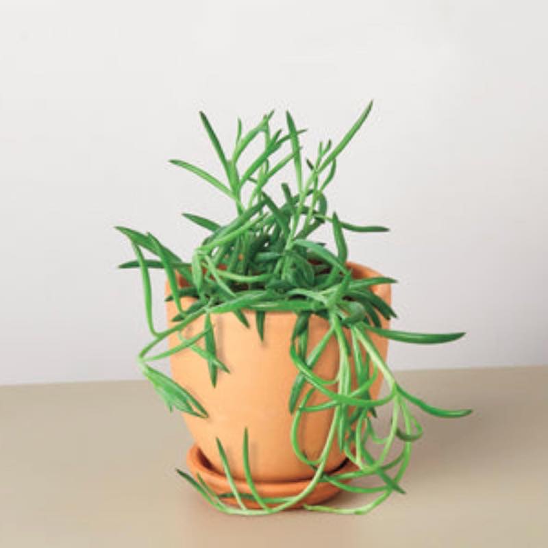 Live Fishhook Succulent, 4