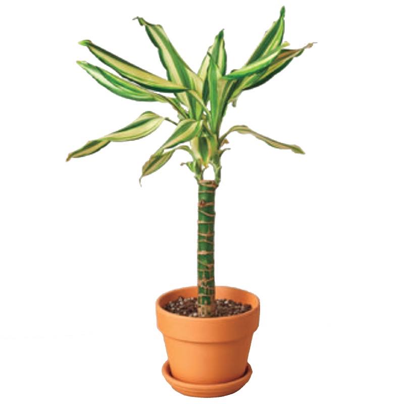 Potted Dracaena Sted Sol Cane, 4