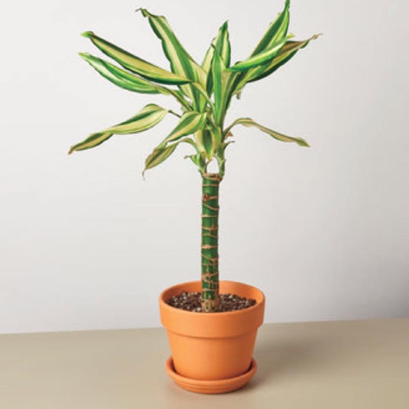 Potted Dracaena Sted Sol Cane, 4