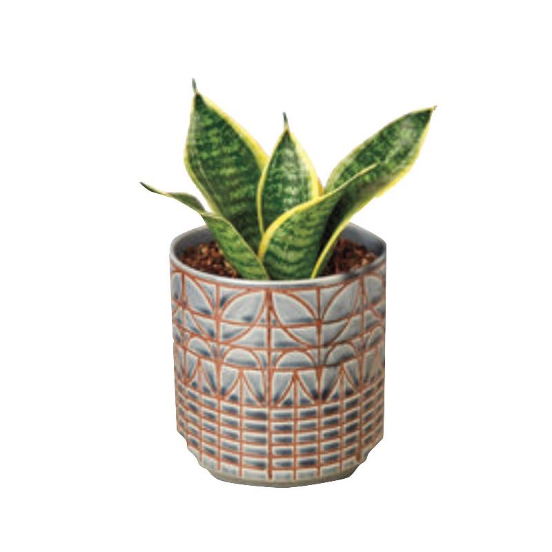 Live Snake Plant 'Laurentii Dwarf', 4