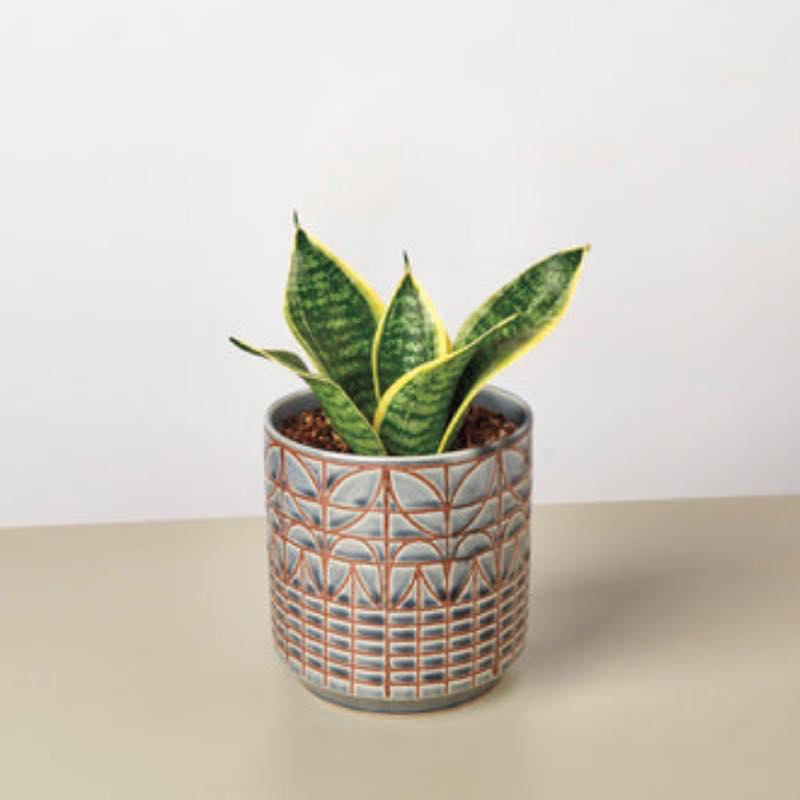 Live Snake Plant 'Laurentii Dwarf', 4