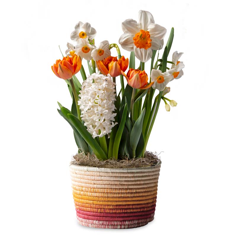 Yellow Amaryllis in Woven Basket