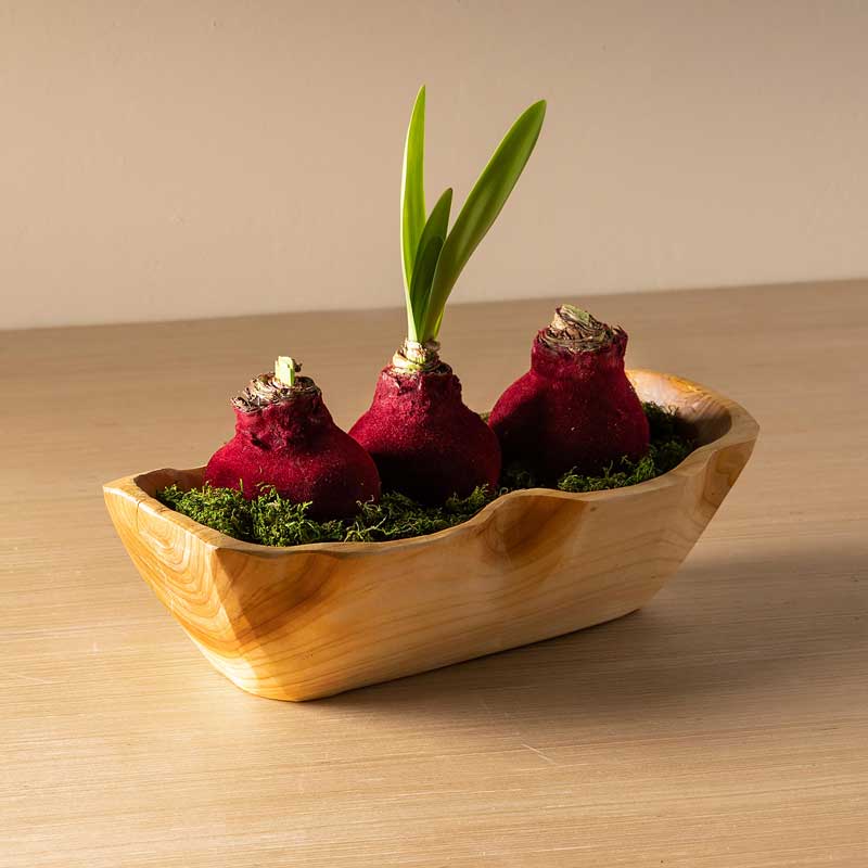 Red Velvet Amaryllis Bulbs in a Root of Earth Boat