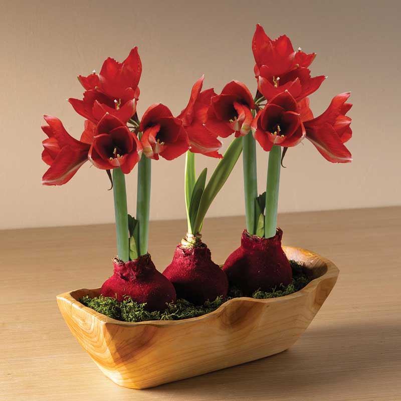 Red Velvet Amaryllis Bulbs in a Root of Earth Boat