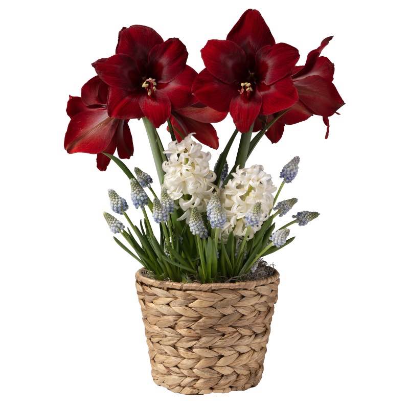 Amaryllis, White Hyacinth & Light Blue Muscari Basket