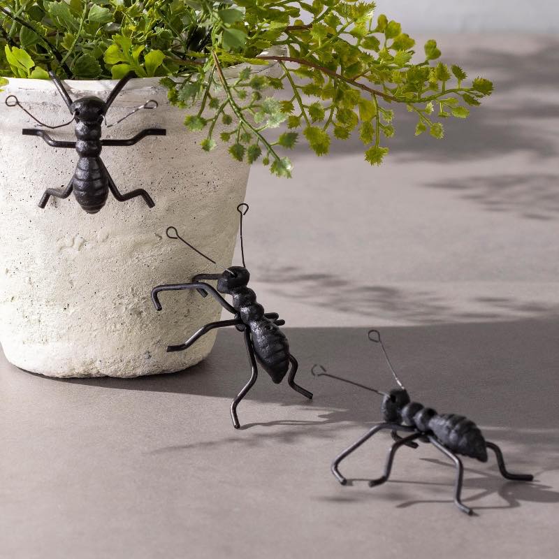 Ant Pot/ Wall Climbers, Set of 3