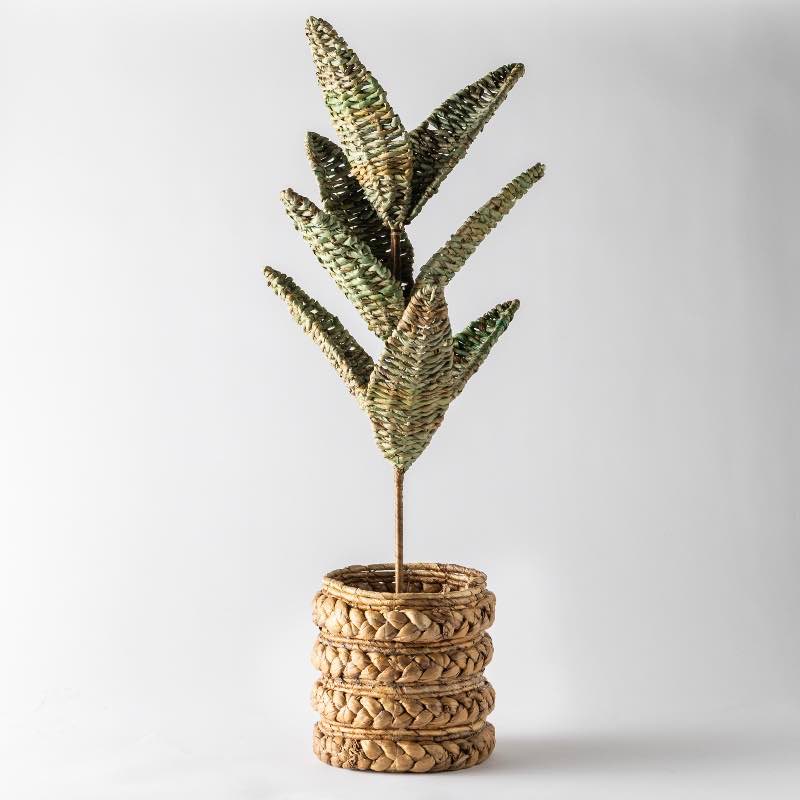 Woven Palm Plant