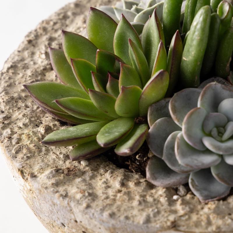 Live Small Succulent Bowl