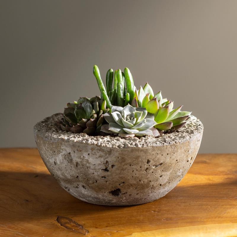 Live Small Succulent Bowl