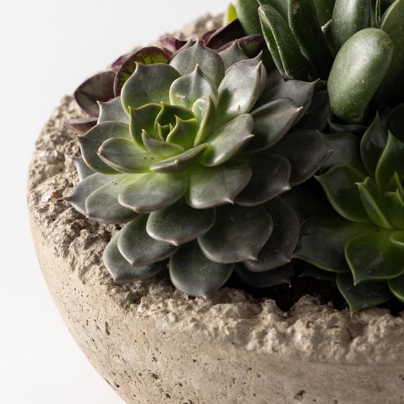 Live Medium Succulent Bowl