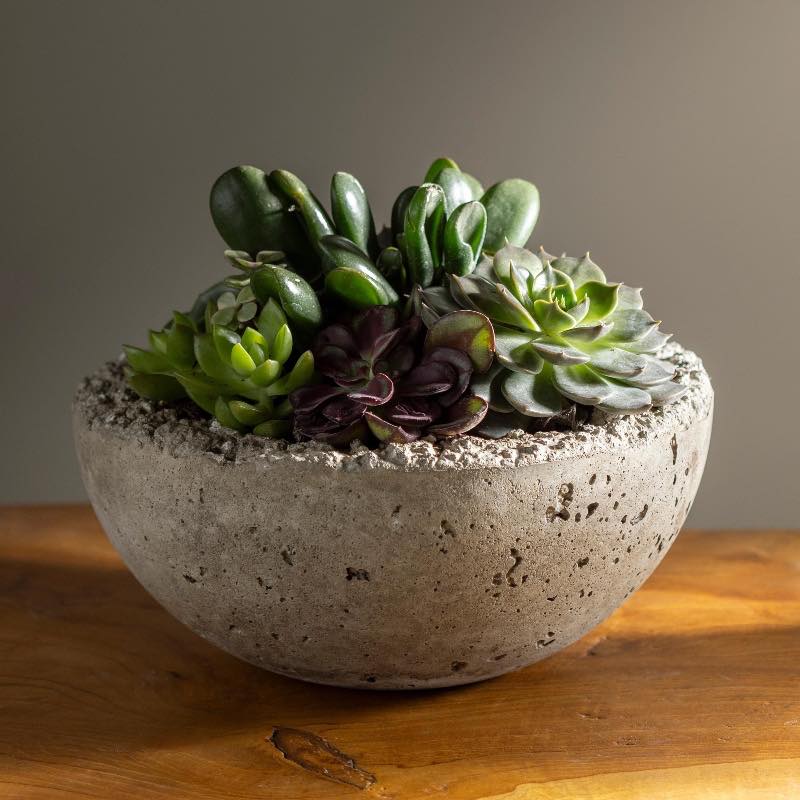 Live Medium Succulent Bowl