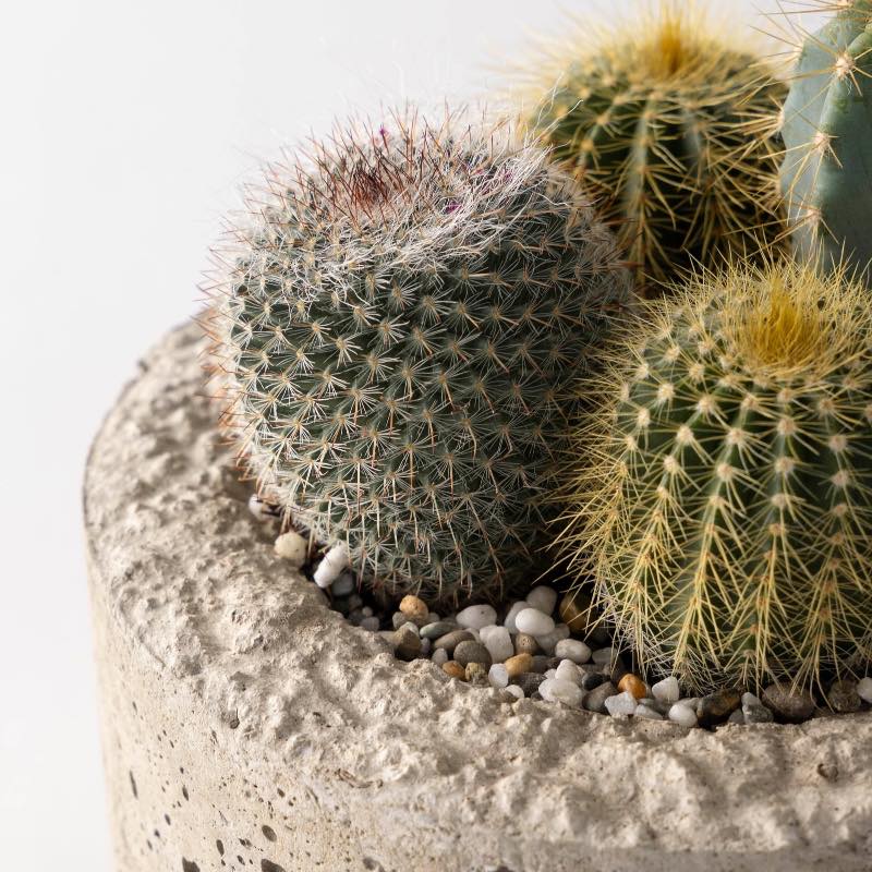 Small Live Cactus Dish Garden