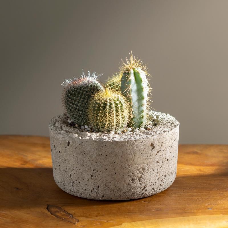 Small Live Cactus Dish Garden